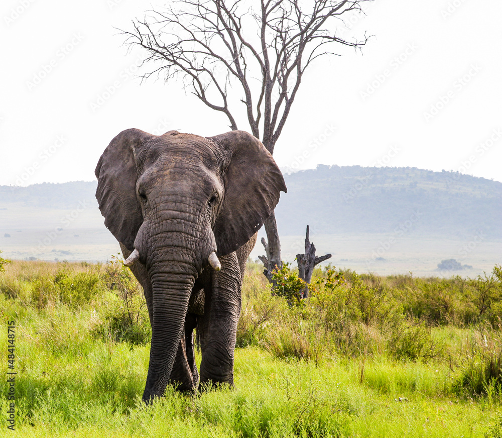 Naklejka premium An inquisitive bull Elephant with flapping ears approaches across open grassland in the Waterberg Region of South Africa.