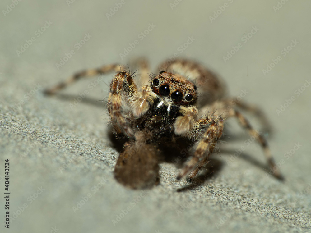 Close up shoot of a jumping spider