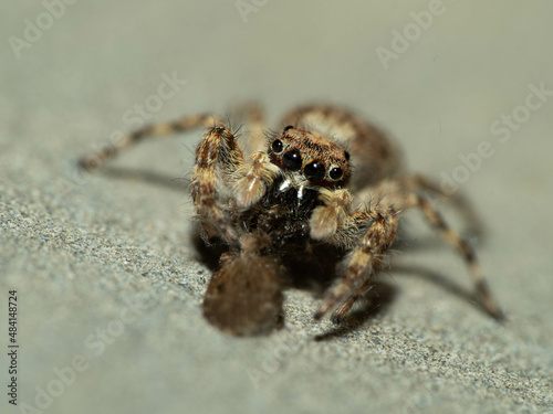 Close up shoot of a jumping spider photo