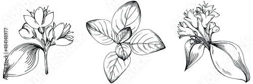 Oregano vector isolated plant with leaves. Herbal engraved style illustration. Detailed organic product sketch.The best for design logo, menu, label, icon, stamp.