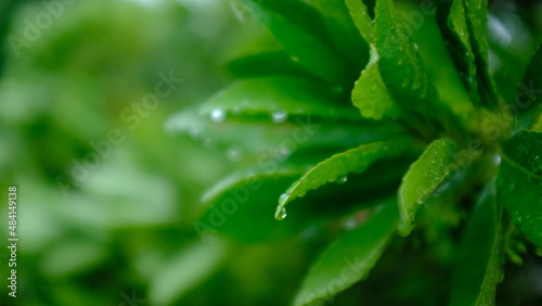 Obraz na płótnie 雨露と植物