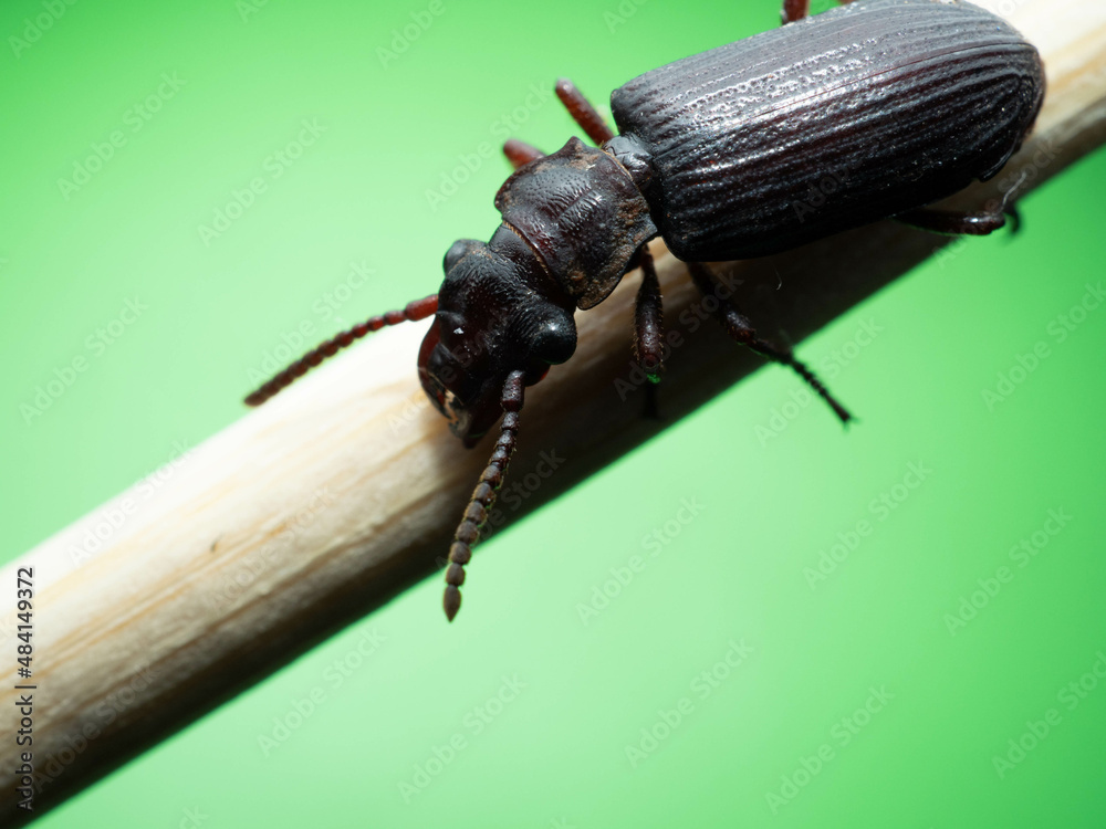 Amara aulica is a species of beetle of the genus Amara in the Harpalinae subfamily Amara aulica is a species of beetle of the genus Amara in the Harpalinae subfamily