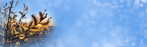 Spring background banner with willow tree branches and bokeh lights