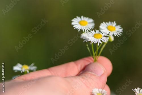 small field daisies in a man's hand. Man's palm with chamomiles on sunny summer day. Collecting pharmacy chamomile for chamomile tea. Medicinal plant in the hand. environment protection. Closeup