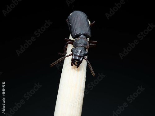 Amara aulica is a species of beetle of the genus Amara in the Harpalinae subfamily photo