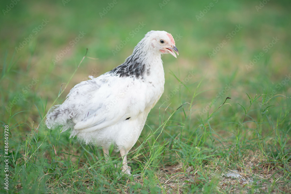 Sussex chicken female hen backyard farm Sussex chicken female hen backyard farm
