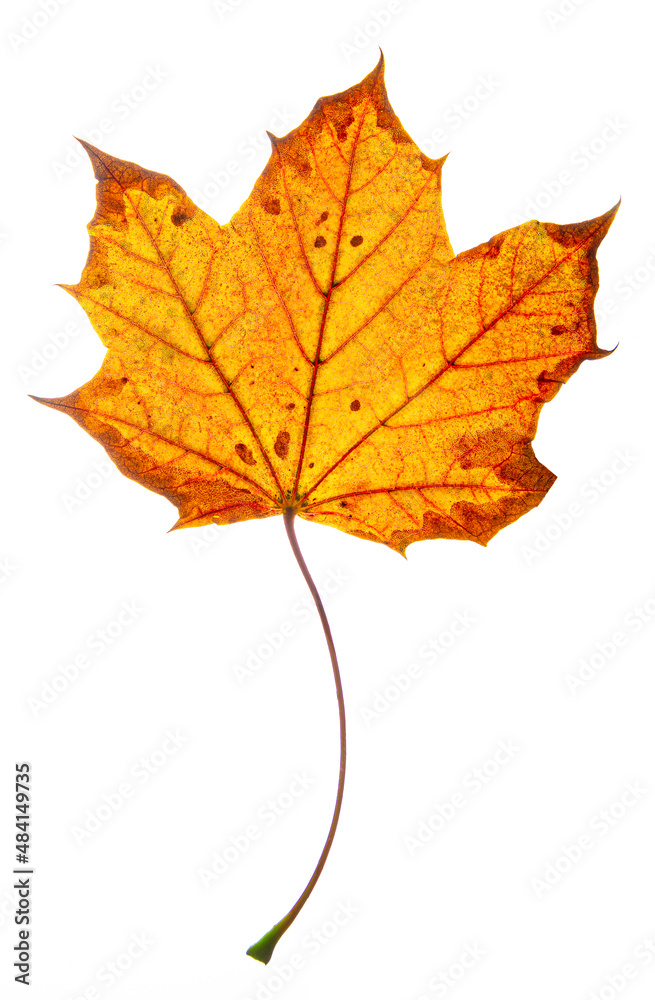 Brown and orange maple leaf Brown and orange maple leaf