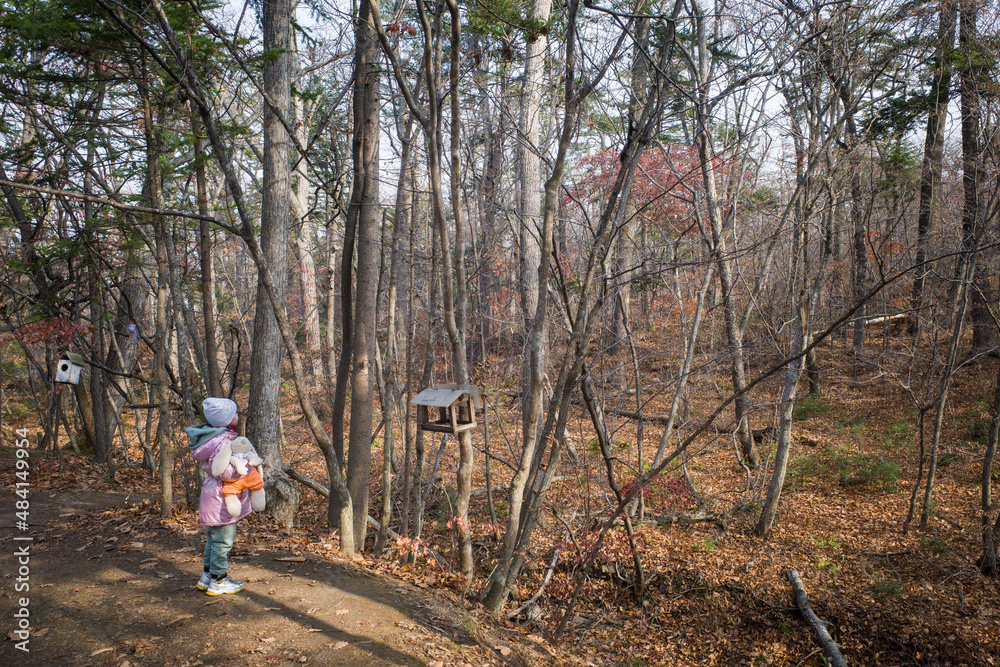 Obraz premium forest nature