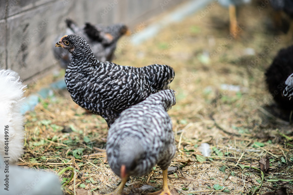 Barred Rock Chicks Male Or Female
