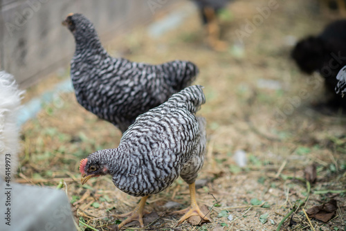 Barred plymouth rock male and female hen and rooster chicken in the backyard farm