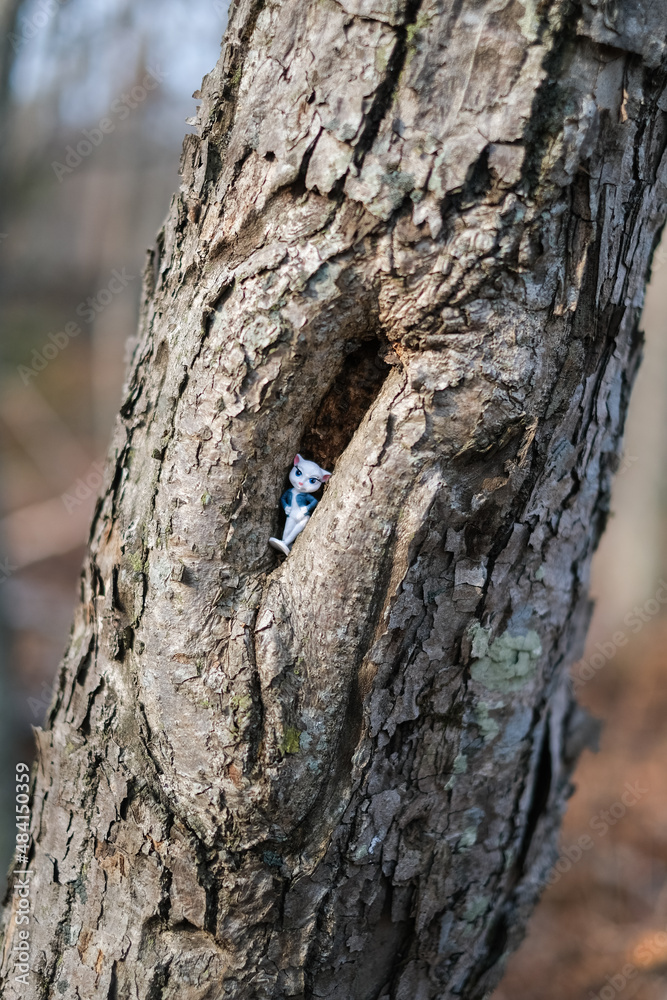 Fototapeta premium forest nature