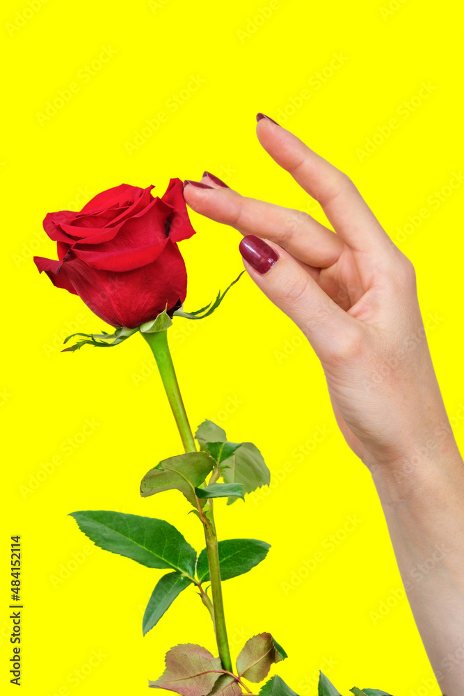 A female hand with beautiful red fingernails touching the petals of a beautiful red rose on a yellow background
