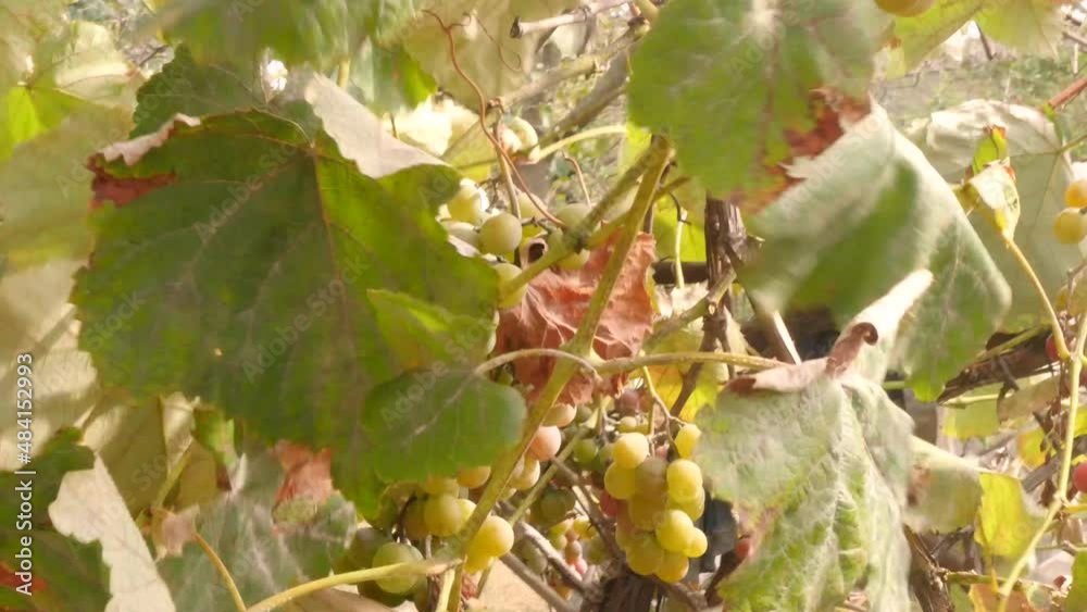 Branch of ripe green grapes 4k video. Wine harvest season. 
