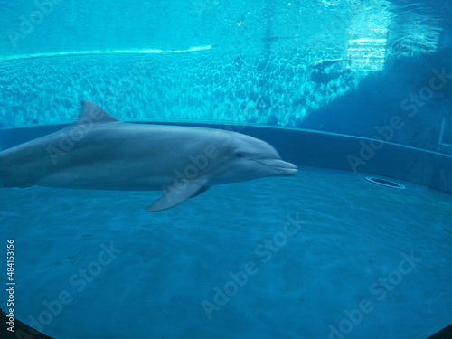 dolphin in water © Gianpaolo