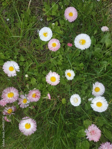 Pink , white English Daisy flowers or Tasso Pink in St. Gallen, Switzerland. Its Latin name is Bellis Perennis Pomponette.