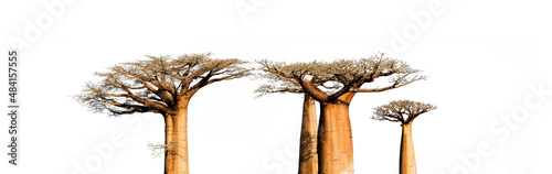 Photographie Baobab tree isolated on white background