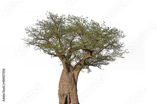 Leinwand Poster Baobab tree isolated on white background