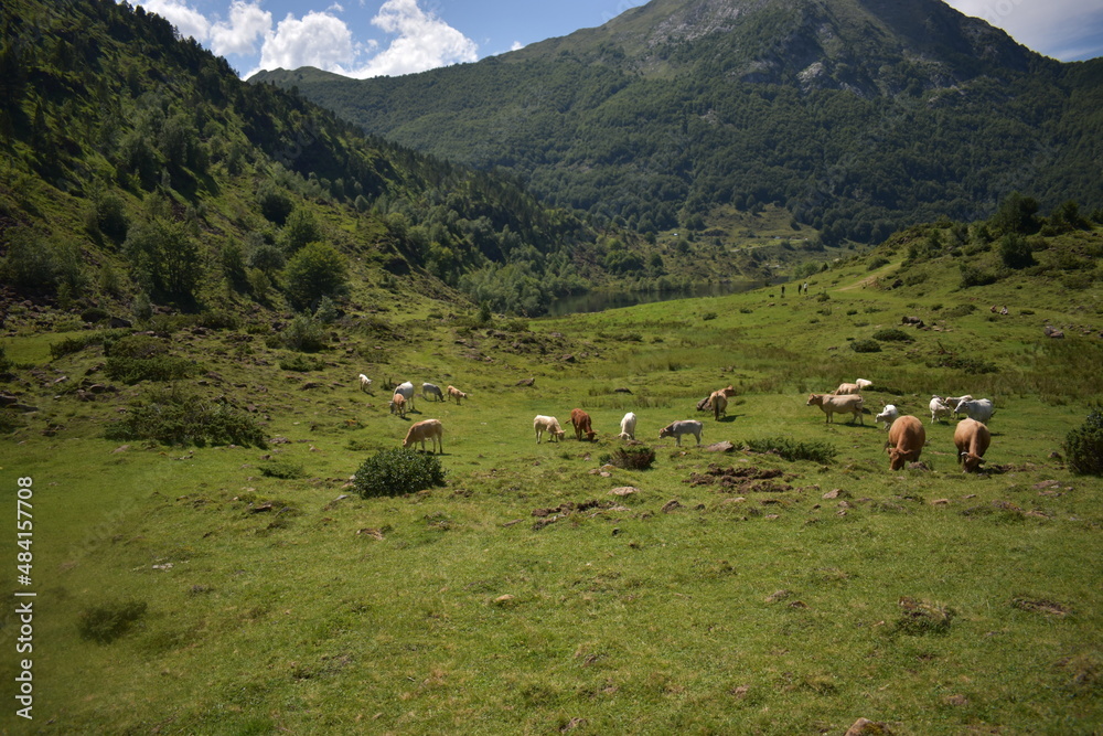 paturage en montagne en Ariège