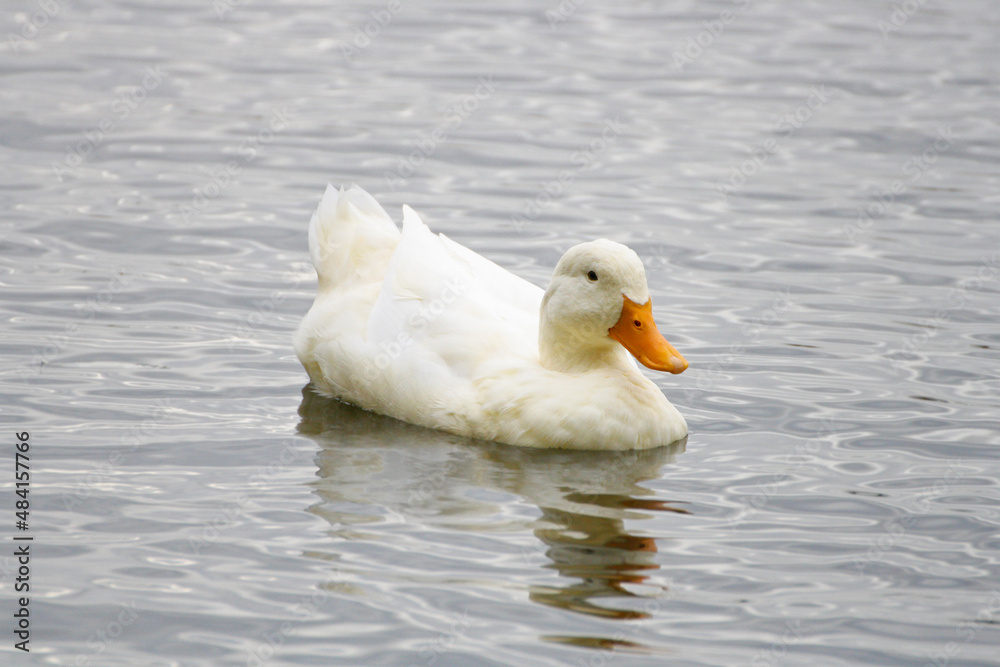 A white duck swims in the water in search of food.