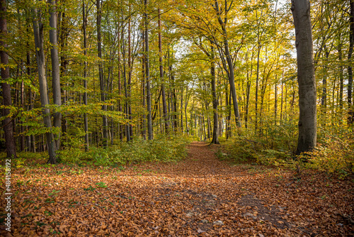 Autumn forest road covered by fallen leafs.