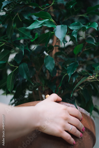 Benjamin's ficus and the girl's hand touches the leaves