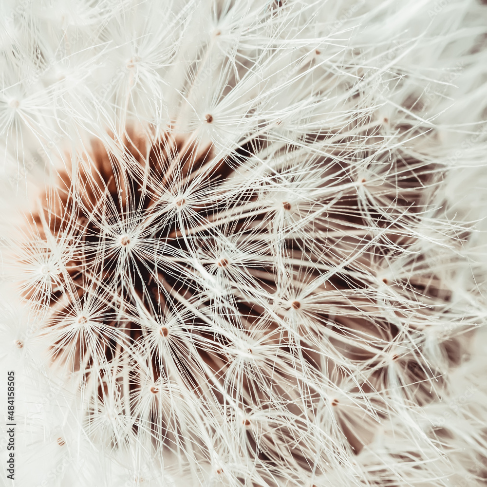 Obraz premium White dandelion head with seeds macro. Selective soft focus. Natural background
