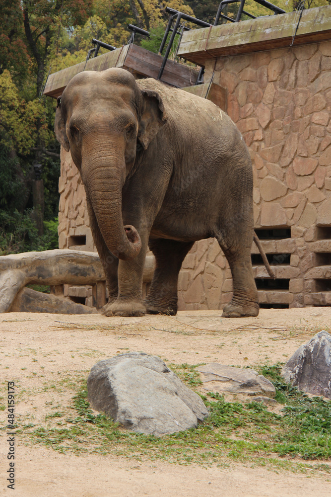 asian elephant in a zoo in osaka in japan 