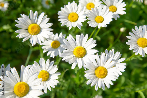 Daisy flower on green meadow (selective DOF)