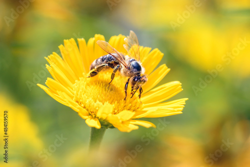 Bee - Apis mellifera - pollinates ox-eye - Thalictrum flavum