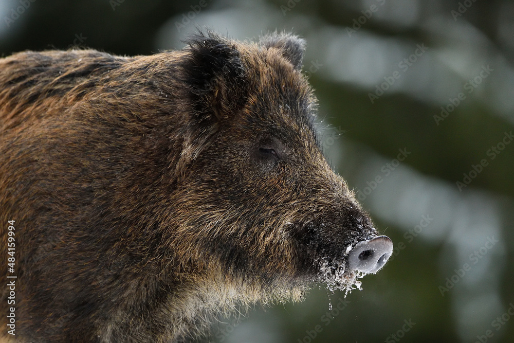 Wild boar portrait in winter, forest in the background Wild boar portrait in winter, forest in the background