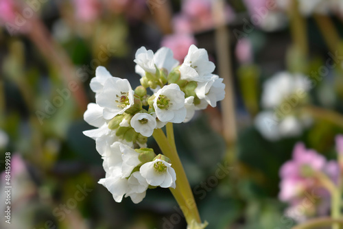 Bergenia Bressingham White photo