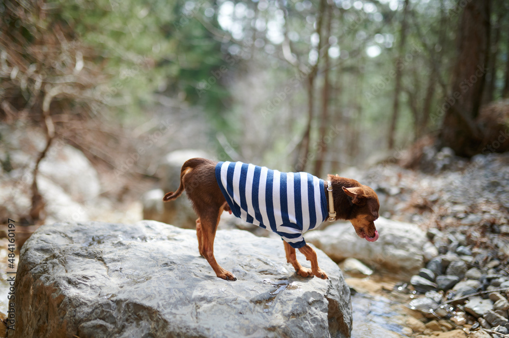 Obraz premium Toy Terrier in woods on rock near stream