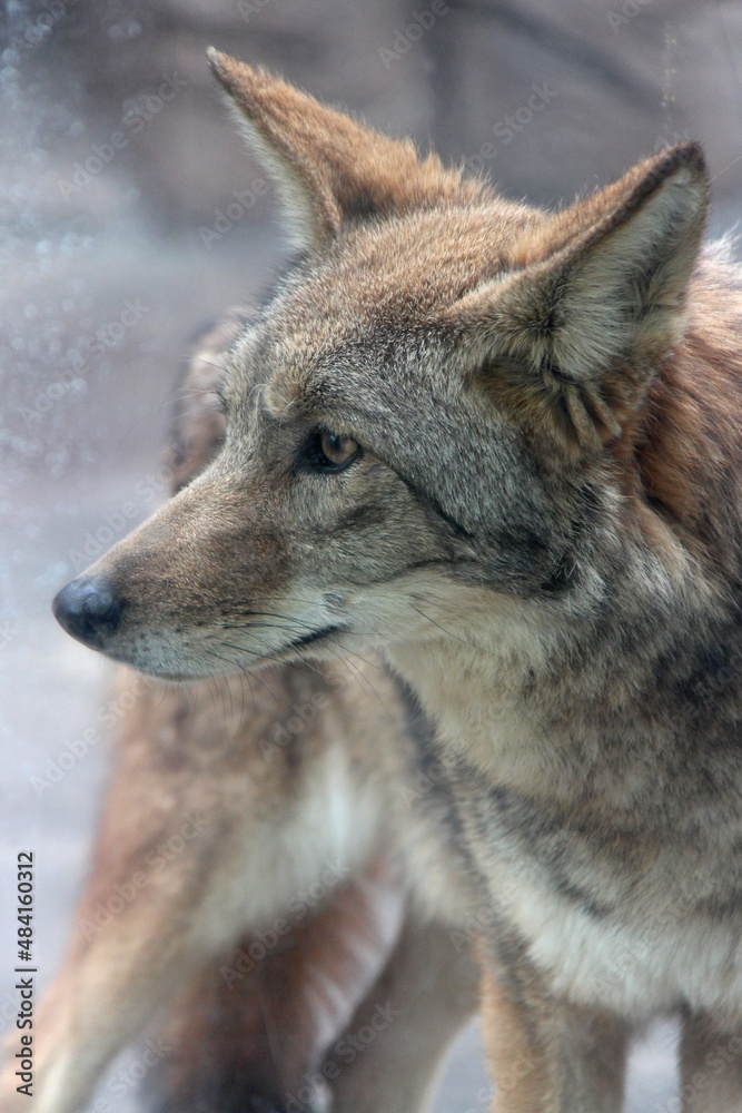 Fototapeta premium wolf in a zoo in osaka in japan 