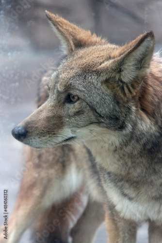 wolf in a zoo in osaka in japan 