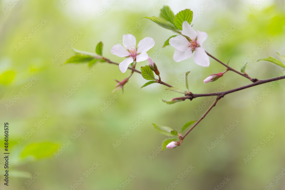 Spring abstract blurred background with a blossoming tree branch in the foreground. Spring concept. Spring abstract blurred background with a blossoming tree branch in the foreground. Spring concept.
