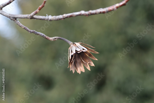 Tulip tree photo