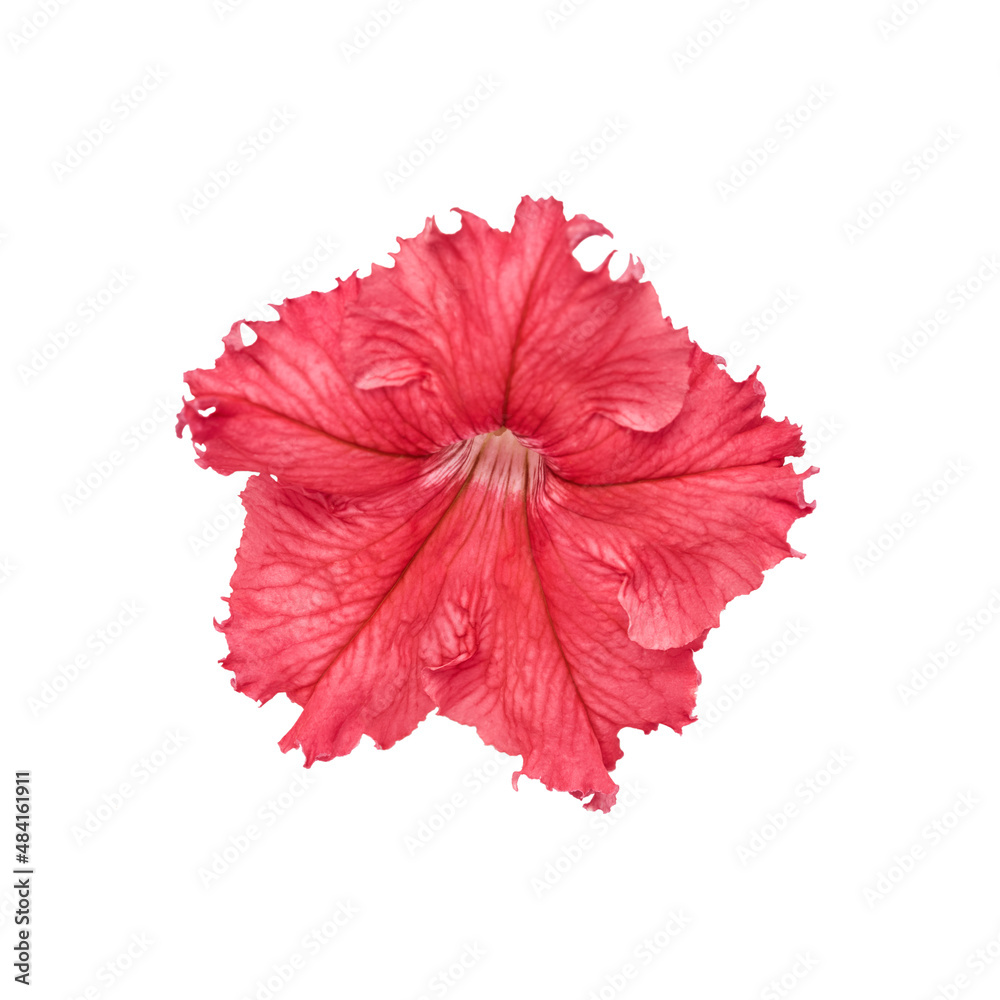 bright pink petunia flower close-up on a white background. isolated flower for design of invitation banners and cards bright pink petunia flower close-up on a white background. isolated flower for design of invitation banners and cards