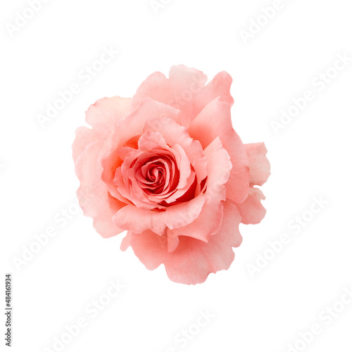 beautiful pink rose flower isolated on white background. for design posters, banners and invitations