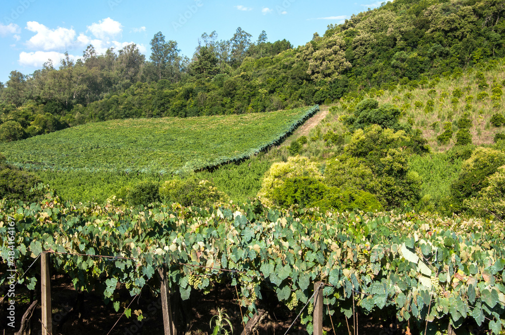 vineyard in the mountains in Caxias do Sul , Brazil 