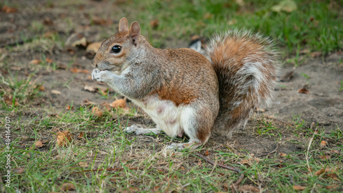 squirrel in the park