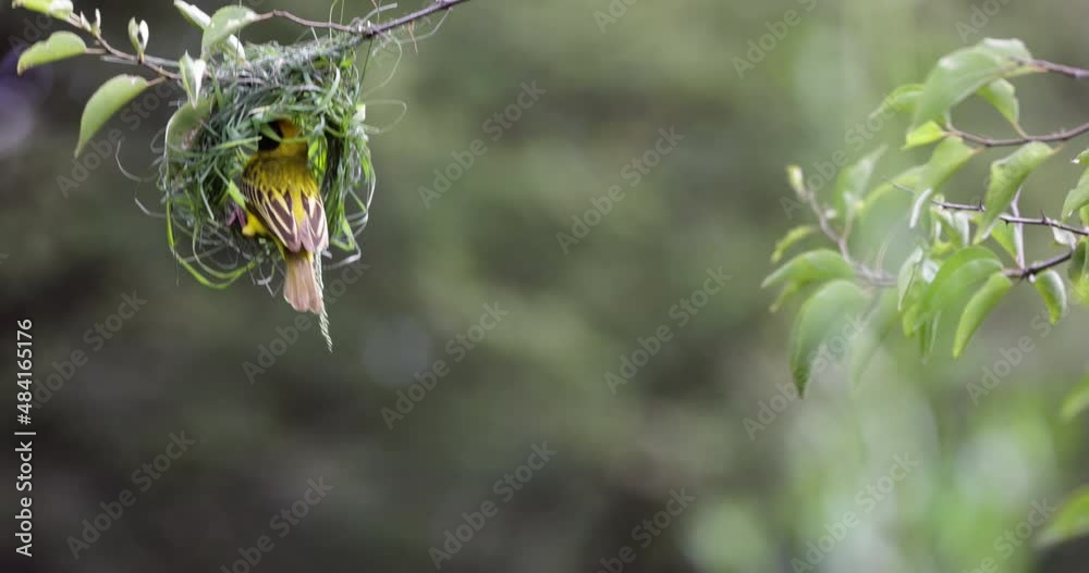 Close-up.Southern masked weaver bird building a new nest home 