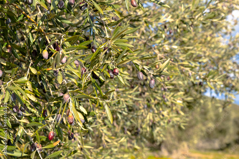 olives on the branch of a cornicabra type olive tree