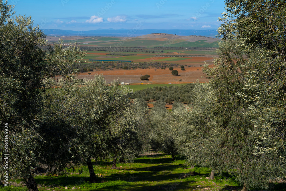 cultivation of olive trees and on the horizon plains