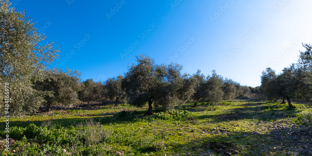 ecological olive cultivation landscape ecological olive cultivation landscape