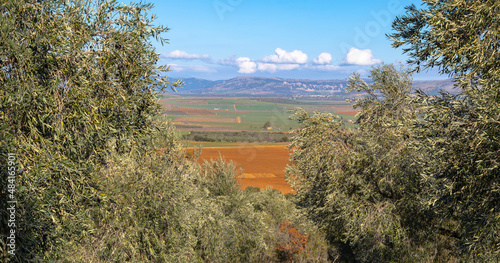 olive groves and cultivated plains photo