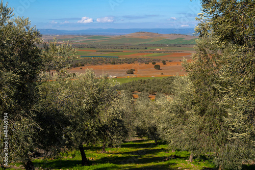 olive groves and cultivated plains