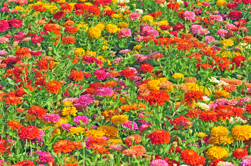 Garden with multicolored gorgeous flowers
