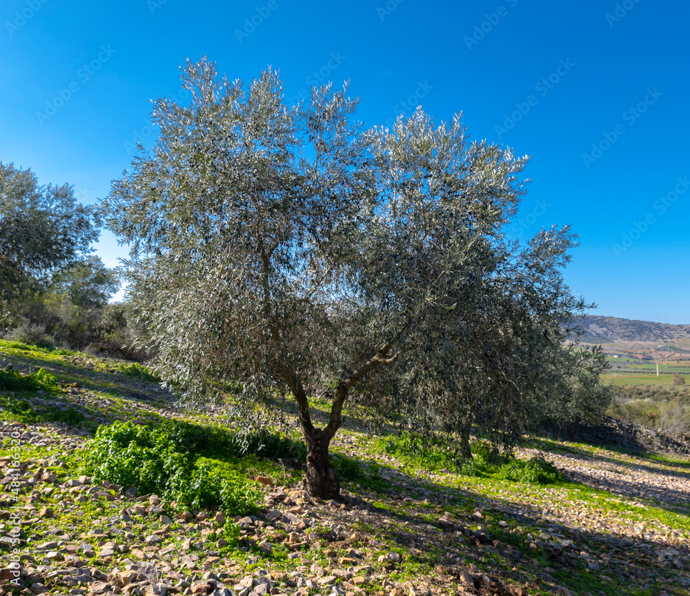 Manzanares, C Real-Spain: January 10, 2020: beautiful specimen of cornicabra type olive tree, in an ecological crop Manzanares, C Real-Spain: January 10, 2020: beautiful specimen of cornicabra type olive tree, in an ecological crop