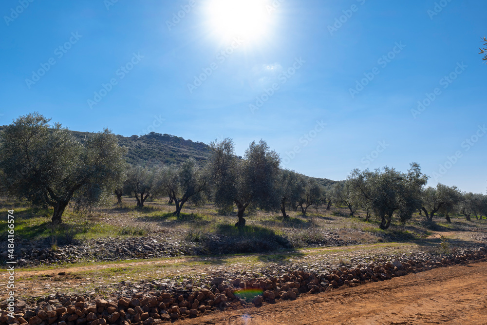 Manzanares, C Real-Spain: January 10, 2020:fields of ecological olive cultivation of the cornicabra type 
