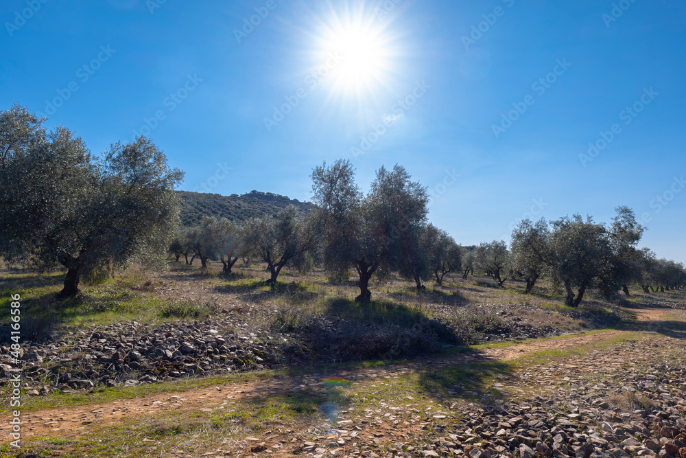 Manzanares, C Real-Spain: January 10, 2020:fields of ecological olive cultivation of the cornicabra type Manzanares, C Real-Spain: January 10, 2020:fields of ecological olive cultivation of the cornicabra type